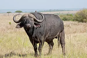 Oxpeckers: African Buffalo - With Oxpecker - On savannah plains