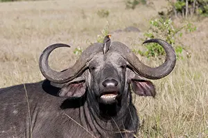 Oxpeckers: African Buffalo - With Oxpecker - On savannah plains