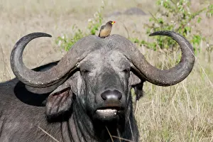 Oxpeckers: African Buffalo - With Oxpecker - On savannah plains