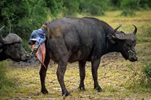 Buffalos: African Buffalo (Syncerus caffer). Cow giving birth