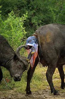 Buffalos: African Buffalo (Syncerus caffer). Cow giving birth