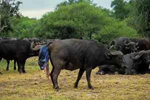 Buffalos: African Buffalo (Syncerus caffer). Cow giving birth