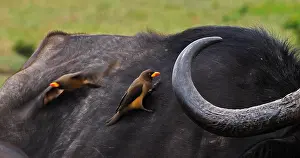 Buffalo: African Buffalo (syncerus caffer), Adult with Ye