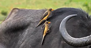 Buffalo: African Buffalo (syncerus caffer), Adult with Ye