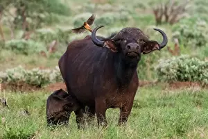 Caffer: African buffalo (Syncerus caffer) and its calf