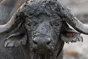 Transborder: African Buffalo (Syncerus Caffer) covered with mud