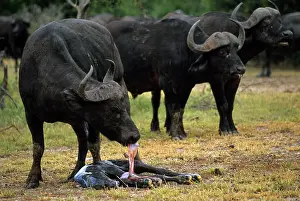 Buffalos: African Buffalo (Syncerus Caffer) Cow cleaning newly