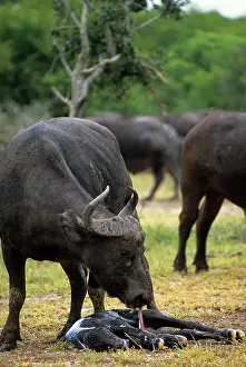 Buffalos: African Buffalo (Syncerus Caffer) Cow cleaning newly