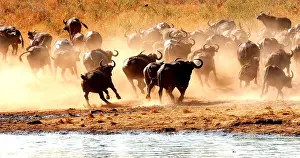 Buffalo: African Buffalo (syncerus caffer), Herd drinking