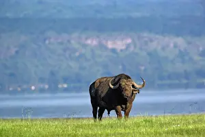 Caffer: African Buffalo, Syncerus caffer, Lake Nakuru