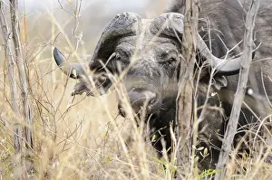 Caffer: African Buffalo (Syncerus caffer) looking at ca