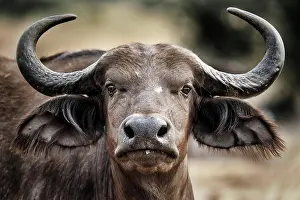 Buffalo: African buffalo (Syncerus caffer), Murchison Falls