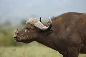 Caffer: African Buffalo (Syncerus caffer) with Red-bill