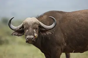 Caffer: African Buffalo (Syncerus caffer) with Red-bill