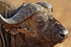 Erythrorhynchus: African Buffalo, Syncerus caffer, with Red-billed