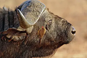 Buphagus: African Buffalo, Syncerus caffer, with Red-billed