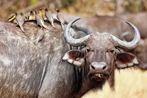 Buffalo: African buffalo (Syncerus caffer) with red-billed