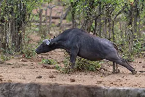 Transborder: African Buffalo (Syncerus Caffer) rubbing on a stump