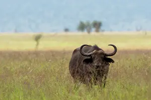Caffer: African buffalo (Syncerus caffer), Tsavo, Kenya