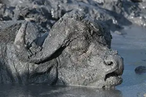 Caffer: African buffalo (Syncerus caffer) wallowing in