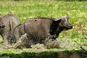 Oxpeckers: African Buffalo - in water with Yellow-billed Oxpecker