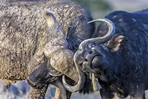 Buffalos: African buffalos in a sparring mood in laikipia