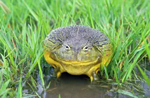Adspersus: African Bull Frog