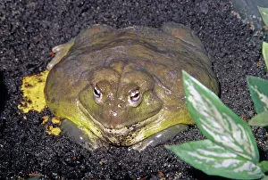 Pixie: African Bullfrog