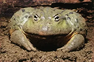 Pixie: African Bullfrog