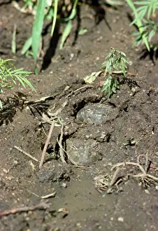 Pyxicephalus: African BULLFROG - buried in mud