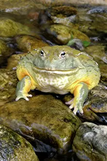 Adspersus: African Bullfrog or Giant Pyxie
