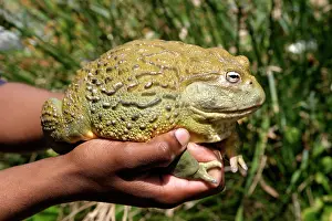 Adspersus: African Bullfrog or Giant Pyxie
