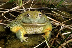 Adspersus: African Bullfrog or Giant Pyxie