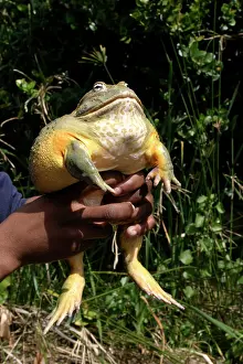 Adspersus: African Bullfrog or Giant Pyxie - being held