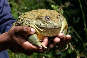 Adspersus: African Bullfrog or Giant Pyxie - being held in hands