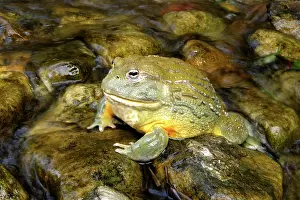 Adspersus: African Bullfrog or Giant Pyxie - in water