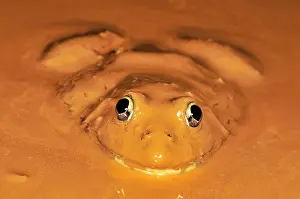 African Bullfrog in mud