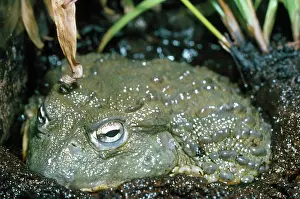 Rana: African Bullfrog - in mud