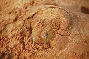 Buried: African Bullfrog (Pyxicephalus adspersus)