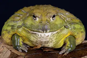 Zimbabwe: African bullfrog (Pyxicephalus adspersus), South