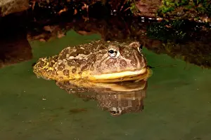 Burrowing: African Burrowing Bullfrog, Pyxicephalus