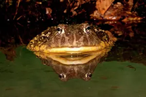 Burrowing: African Burrowing Bullfrog, Pyxicephalus
