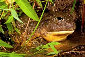 Burrowing: African Burrowing Bullfrog, Pyxicephalus