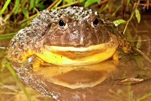 Burrowing: African Burrowing Bullfrog, Pyxicephalus
