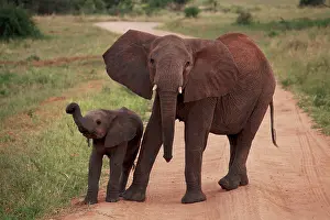 Oxyotis: African Bush / African Savanna Elephant - cow with calf