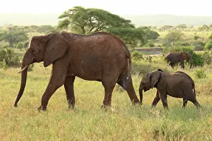 Oxyotis: African Bush / African Savanna Elephant - cow with calf