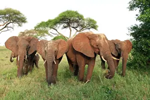 Oxyotis: African Bush / African Savanna Elephant - herd