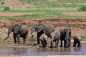 Oxyotis: African Bush / African Savanna Elephant - herd