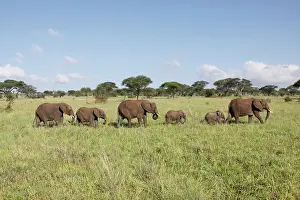 Oxyotis: African Bush / African Savanna Elephant - herd