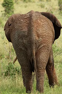 Oxyotis: African Bush / African Savanna Elephant - rear
